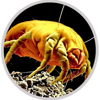 ant